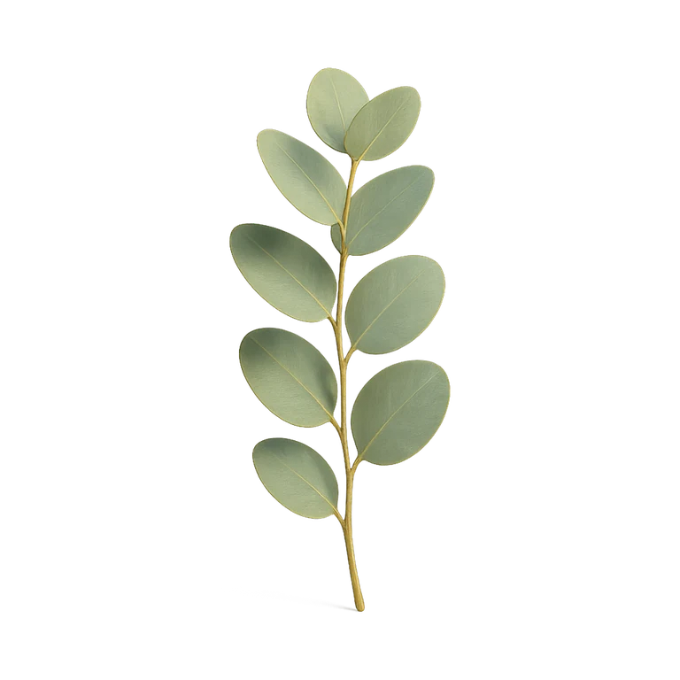 Olio di eucalipto