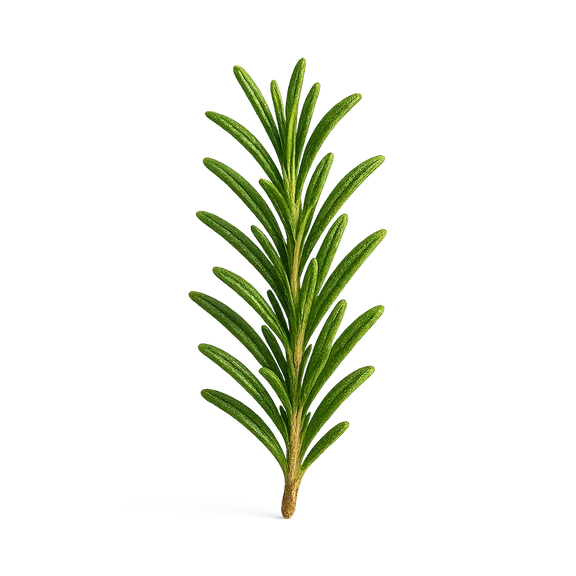 Olio di rosmarino